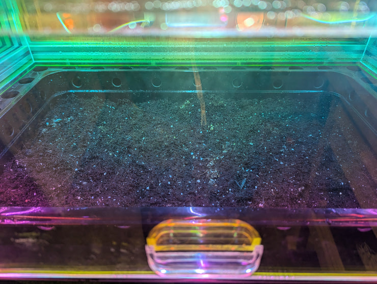 Experiment Update #1, P.E. Bull Run 16 lb. Tray FOREST FLOOR™ Model 101