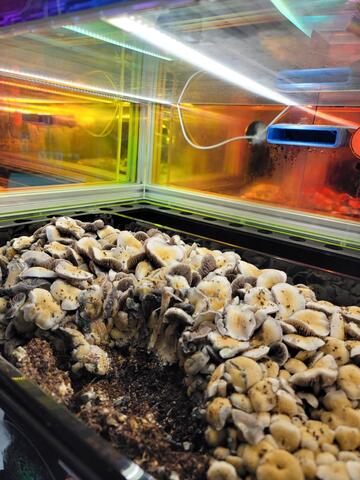 First Flush, P.E. Bull Run 16 lb. Tray in FOREST FLOOR™ Model 101 Yield = 2,495 grams (5.5 lbs.) Wet