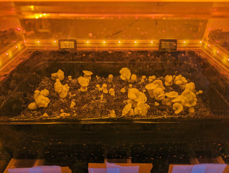 "The Orange" Concept Grow Box Fall 2023 FOREST FLOOR Prototype 2, Part 2