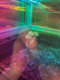 FOREST FLOOR™ Model 101 - "Metatron's Prismatic Hyper Cube"