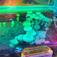 FOREST FLOOR™ Model 101 - "Metatron's Prismatic Hyper Cube"
