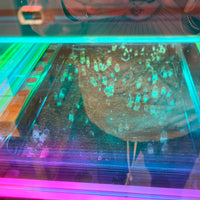 FOREST FLOOR™ Model 101 - "Metatron's Prismatic Hyper Cube"